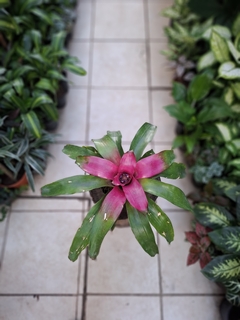 Bromelia Nidularium bicolor