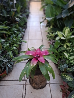 Bromelia Nidularium bicolor - comprar online