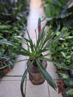 Bromelia Gamosefala - comprar online