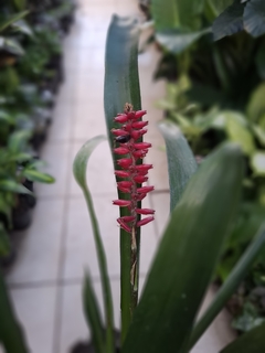 Bromelia Gamosefala