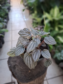 Peperomia plateada