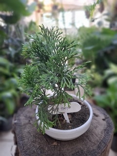 Bonsai Thuya