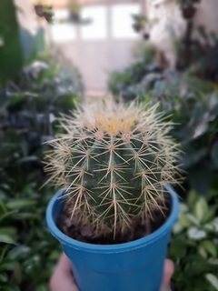 Cactus asiento de suegra