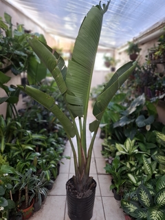 Strelitzia Nicolai XXL