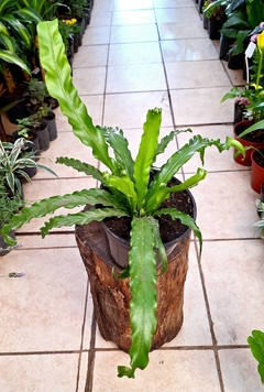 Asplenium osaka m15