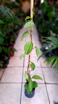 Pasionaria passiflora roja