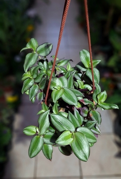 Tradescantia zebrina m15