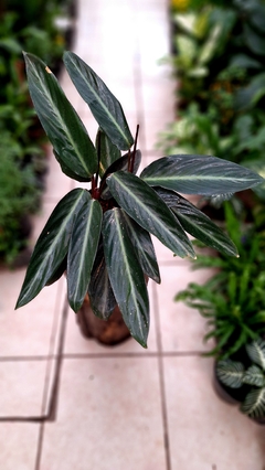 CALATHEA stromanthe sanguínea 3 LTS