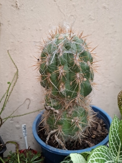 Cactus cabeza de viejo