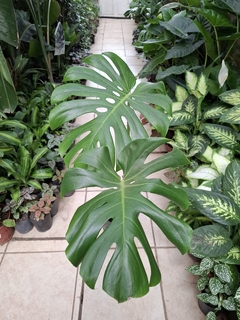 Monstera L