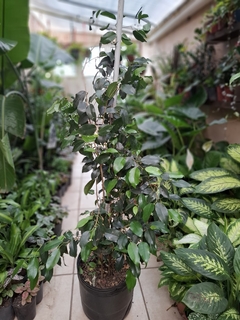 Ficus benjamina XL