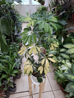 Combo Aralia Schefflera