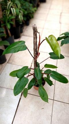 Philodendron sanguíneo con tutor