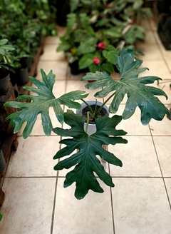 Combo Philodendron Misionero