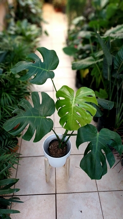 Combo Monstera