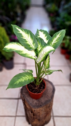 Dieffenbachia mariana m12