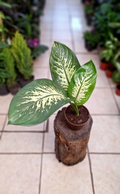 Dieffenbachia tropic M14 chica