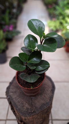 Peperomia verde m12