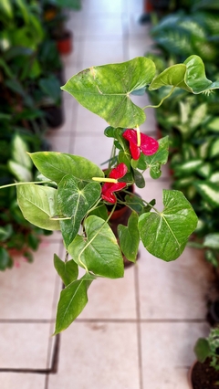 Anthurium Rojo - comprar online