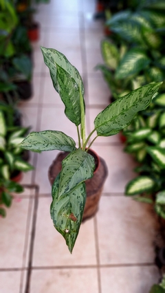 Aglaonema freedman m12 - comprar online