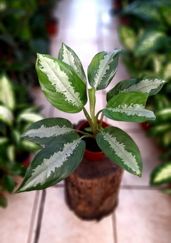 Aglaonema pattaya m12 - comprar online