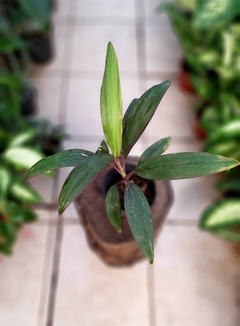 Dracena Rubra M12 - comprar online