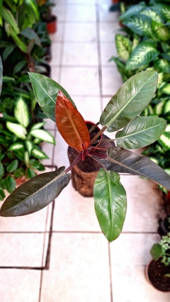 philodendron imperial red m15 - comprar online