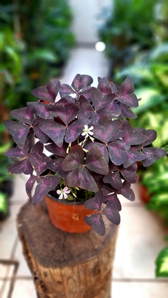 oxalis triangularis - comprar online