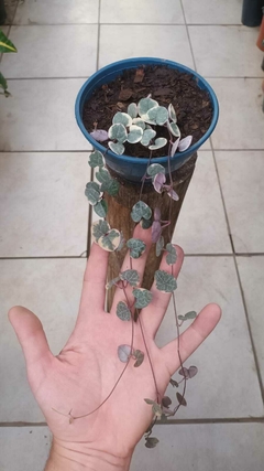 Ceropegia variegada grande