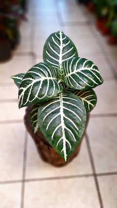 Aphelandra