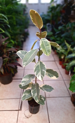 Gomero Variegado alto