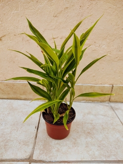 Dracena Sanderiana - comprar online