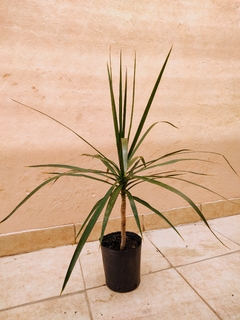 Dracena Marginata mediana