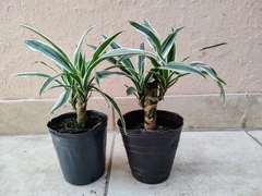 Dracena Warneckii m12