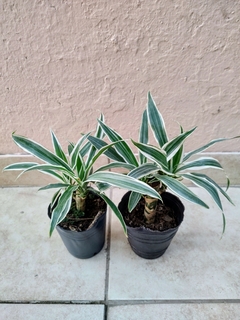 Dracena Warneckii m12 - comprar online