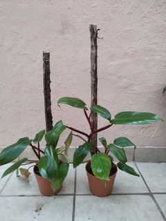 Philodendron sanguíneo con tutor en internet