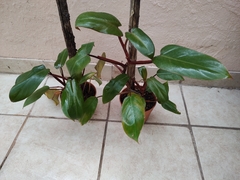 Philodendron sanguíneo con tutor - comprar online