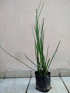 Equisetum