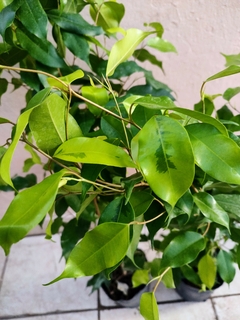 Ficus Benjamina 3L. mediano