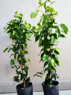 Ficus Benjamina 3L. mediano - Vivero Puerto Verde