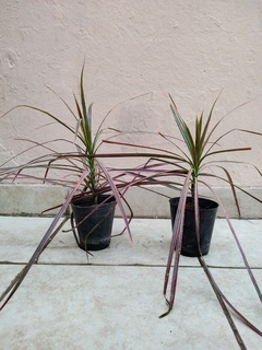 Dracena Marginata tricolor chica