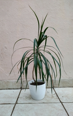 Dracena Marginata trasplantada