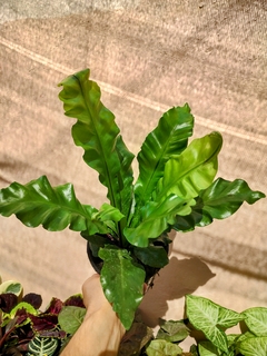 Asplenium Nidus chico