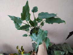 Philodendron Xanadú