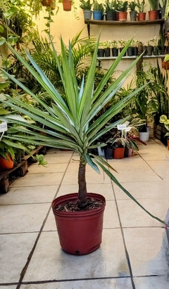 Yucca variegada mediana