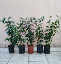 Ficus Benjamina 3L. mediano - comprar online