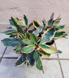 Peperomia Pink/tricolor