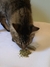 Catnip (2g) | Para Gatos na internet