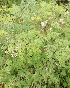 Moringa em Pó na internet