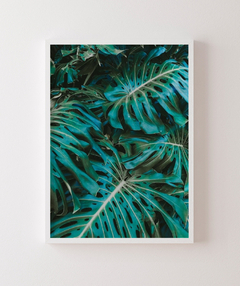 Quadro Decorativo Foto Monstera - comprar online